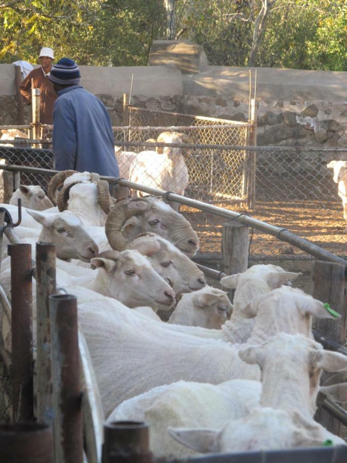 Hillside Farm Ξενοδοχείο Trompsburg Εξωτερικό φωτογραφία